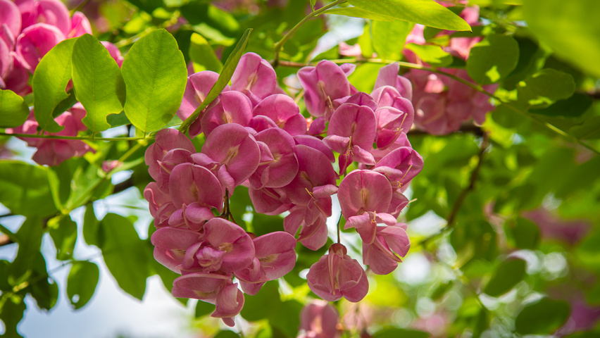 Robinia x margaretta 'Pink Cascade' bloem