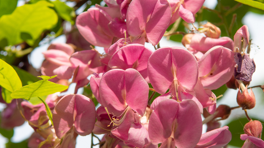 Robinia x margaretta 'Pink Cascade' bloem