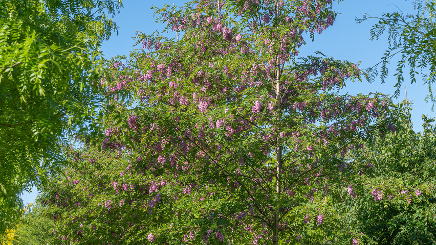 Robinia x margaretta 'Pink Cascade' hoogstam