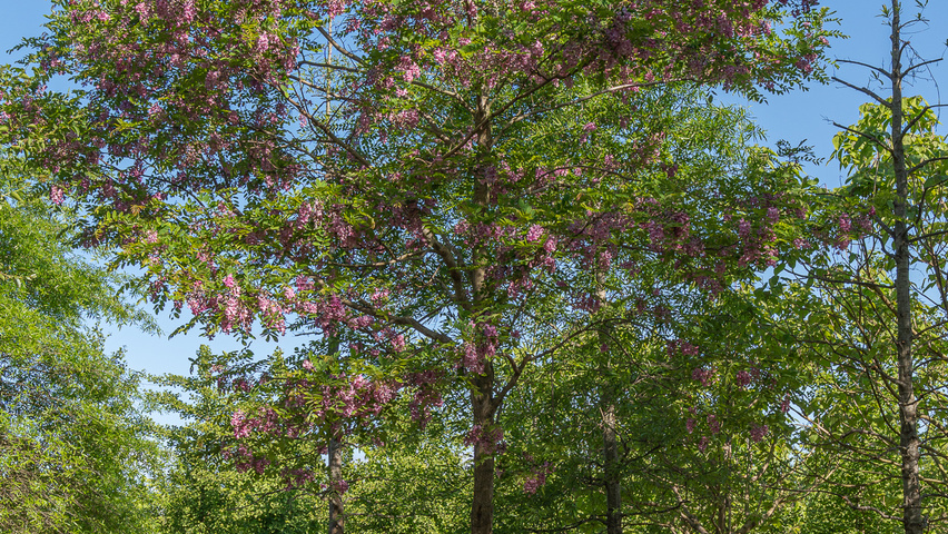 Robinia x margaretta 'Pink Cascade' hoogstam