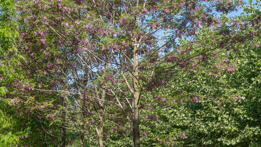 Robinia x margaretta 'Pink Cascade' hoogstam