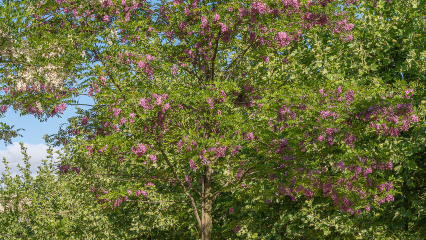 Robinia x margaretta 'Pink Cascade' hoogstam