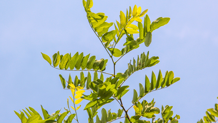 Robinia x margaretta 'Pink Cascade' blad