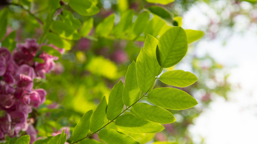 Robinia x margaretta 'Pink Cascade' blad
