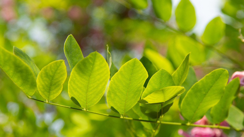 Robinia x margaretta 'Pink Cascade' blad