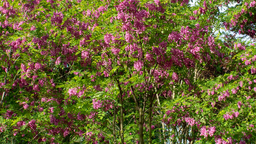 Robinia x margaretta 'Pink Cascade' meerstammig