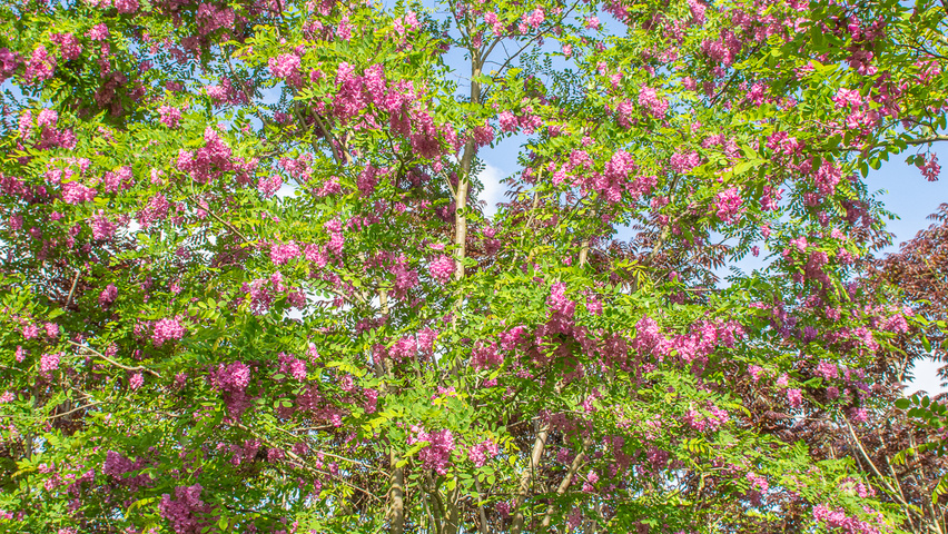 Robinia x margaretta 'Pink Cascade' meerstammig