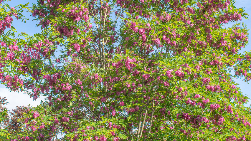 Robinia x margaretta 'Pink Cascade' meerstammig