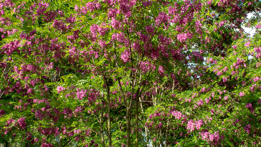 Robinia x margaretta 'Pink Cascade' meerstammig