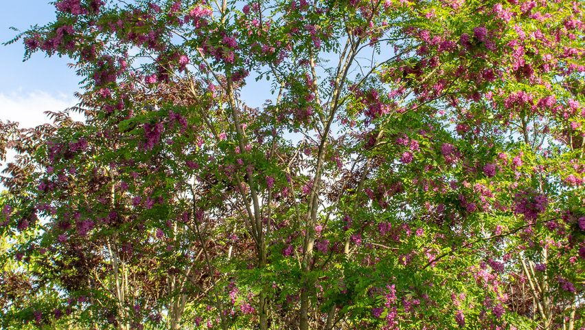 Robinia x margaretta 'Pink Cascade' meerstammig