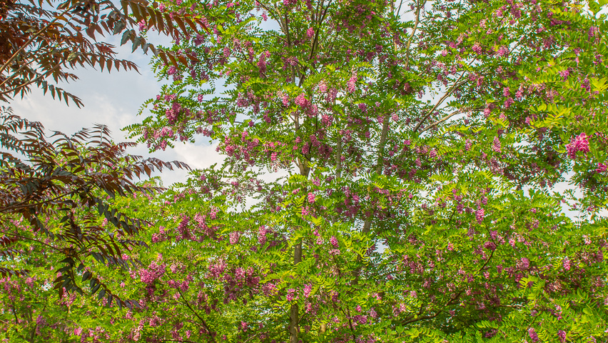 Robinia x margaretta 'Pink Cascade' meerstammig