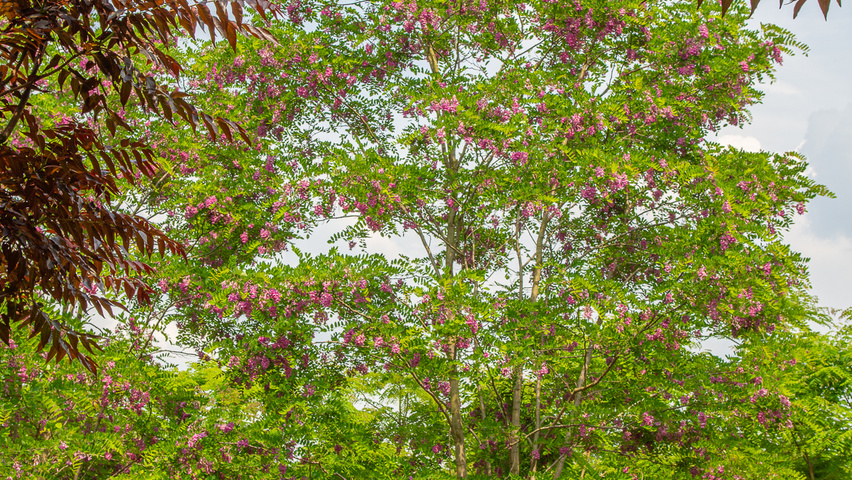 Robinia x margaretta 'Pink Cascade' meerstammig