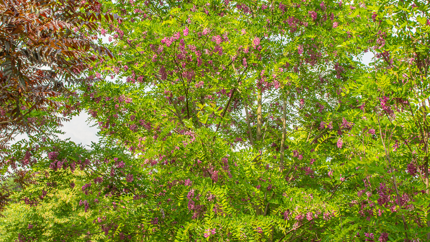Robinia x margaretta 'Pink Cascade' meerstammig