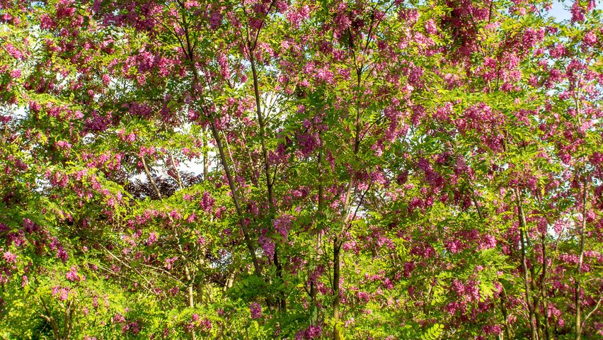 Robinia x margaretta 'Pink Cascade' meerstammig