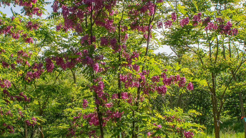 Robinia x margaretta 'Pink Cascade' meerstammig