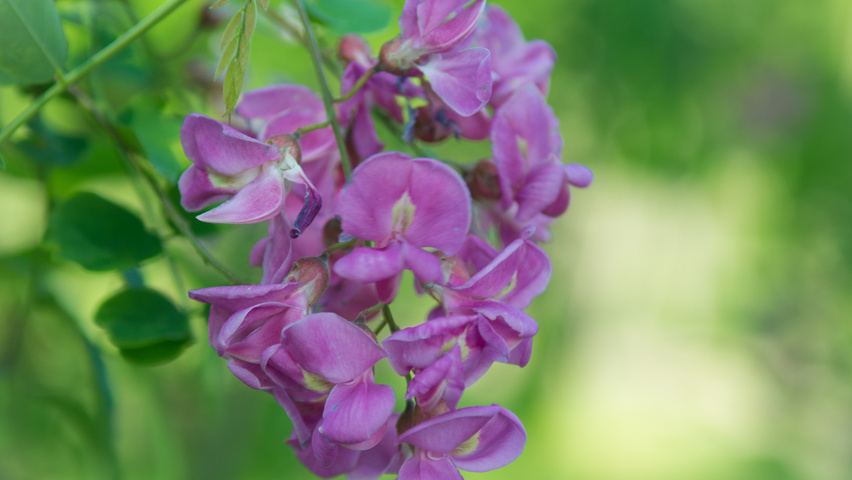 Robinia x margaretta 'Pink Cascade' Blumen