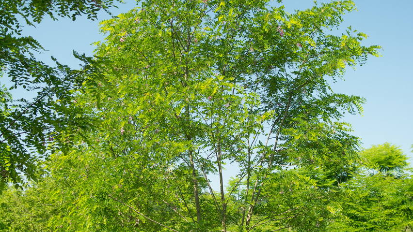Robinia x margaretta 'Pink Cascade' mehrstämmige