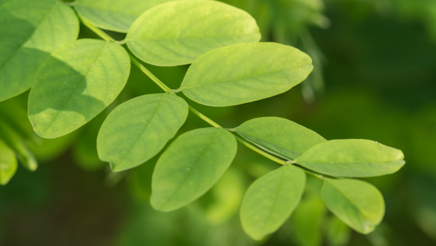 Robinia pseudoacacia 'Bessoniana' blad