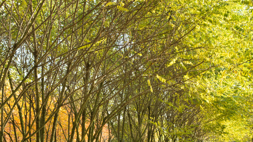 Robinia pseudoacacia 'Bessoniana' meerstammig