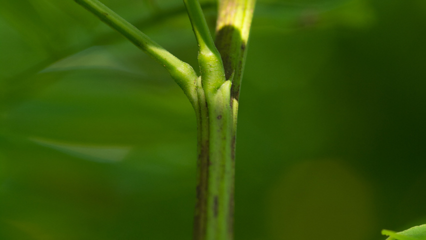 Robinia pseudoacacia 'Bessoniana' twijgen