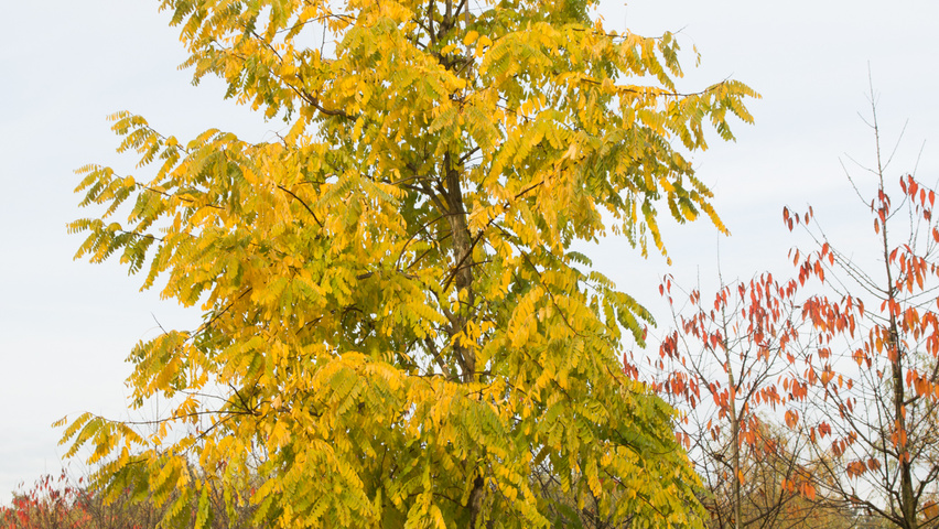 Robinia pseudoacacia 'Frisia' hoogstam