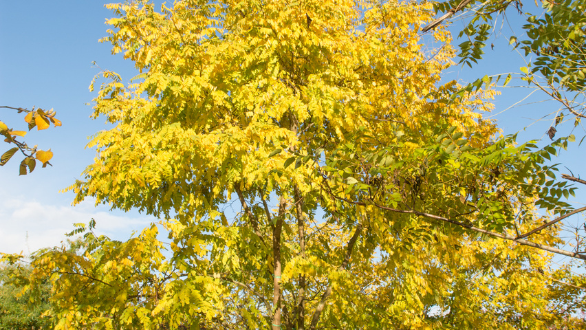 Robinia pseudoacacia 'Frisia' meerstammig