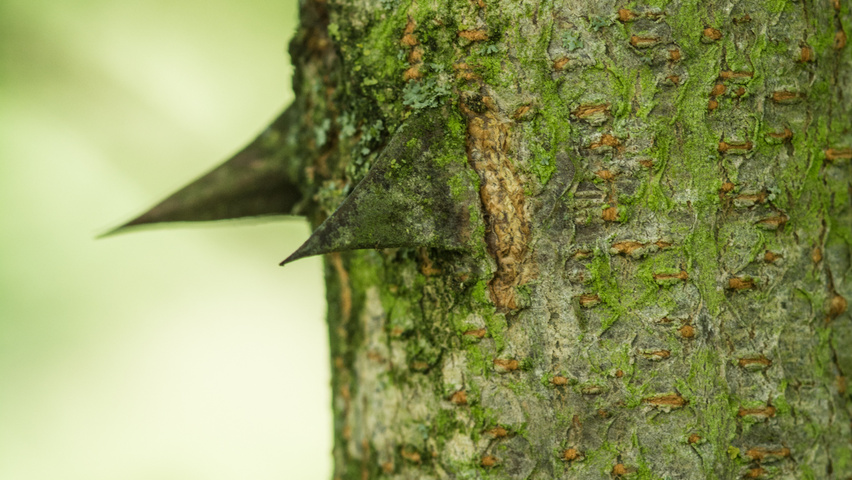 Robinia pseudoacacia 'Nyirségí' bast