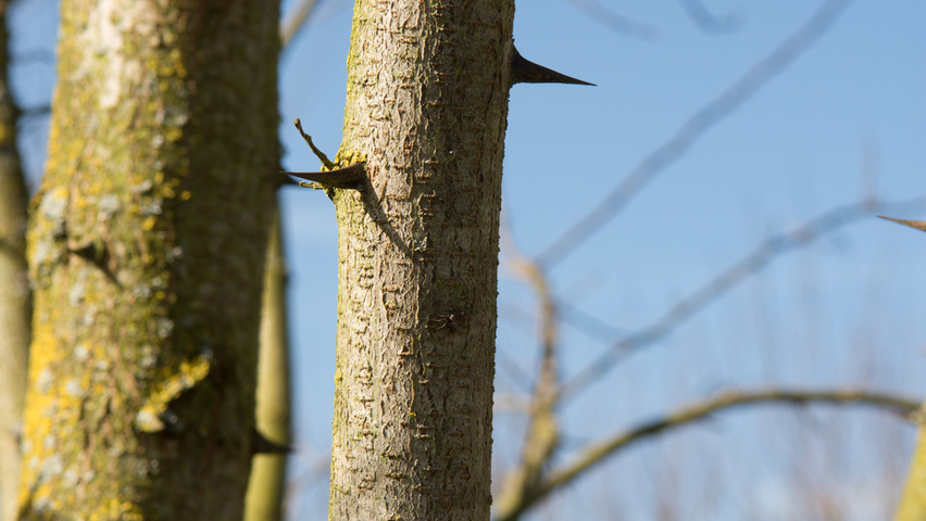 Robinia pseudoacacia 'Nyirségí' bast
