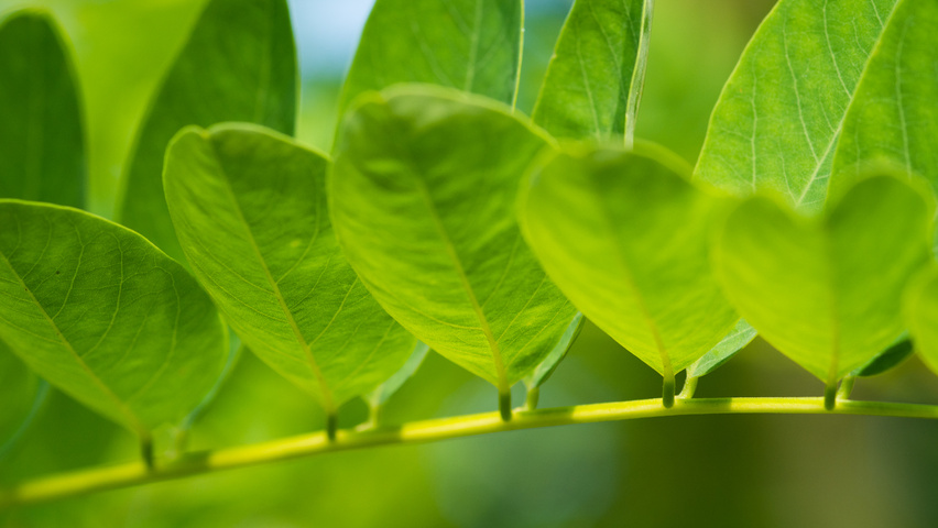 Robinia pseudoacacia 'Nyirségí' blad