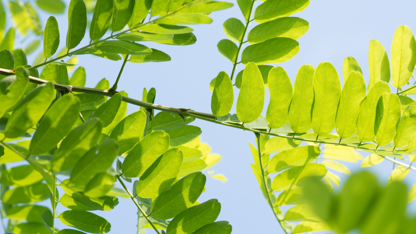 Robinia pseudoacacia 'Nyirségí' blad