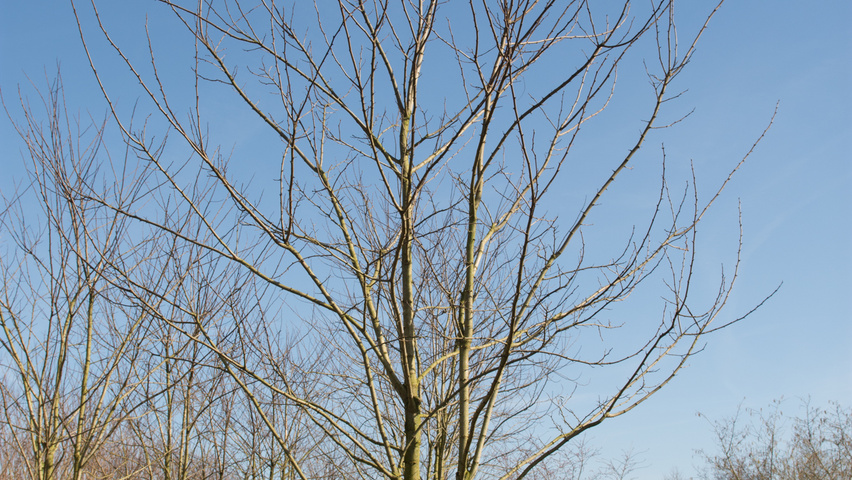 Robinia pseudoacacia 'Nyirségí' meerstammig