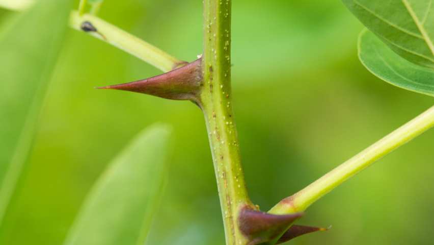 Robinia pseudoacacia 'Nyirségí' twijgen