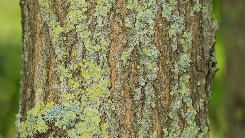 Robinia pseudoacacia 'Unifoliola' bast