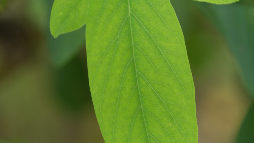 Robinia pseudoacacia 'Unifoliola' blad