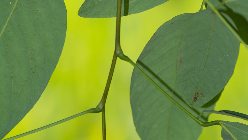 Robinia pseudoacacia 'Unifoliola' twijgen