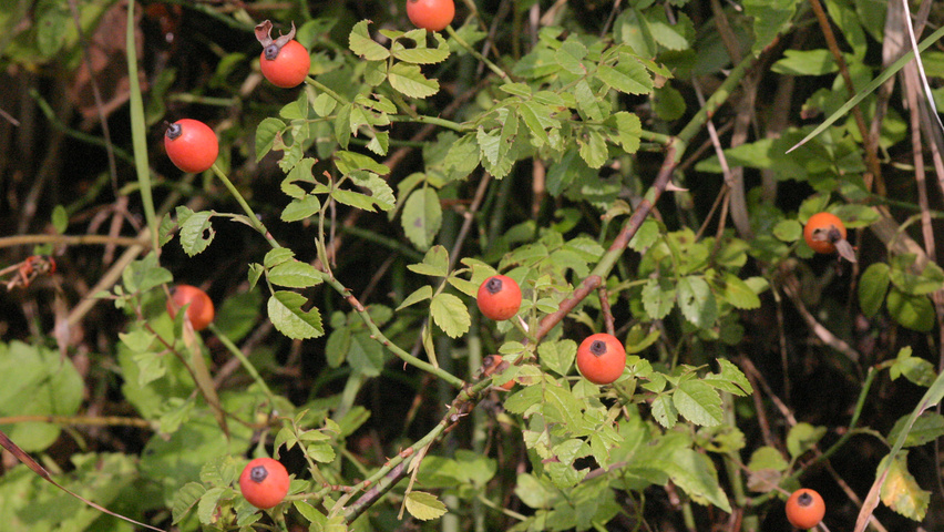 Rosa arvensis fruits