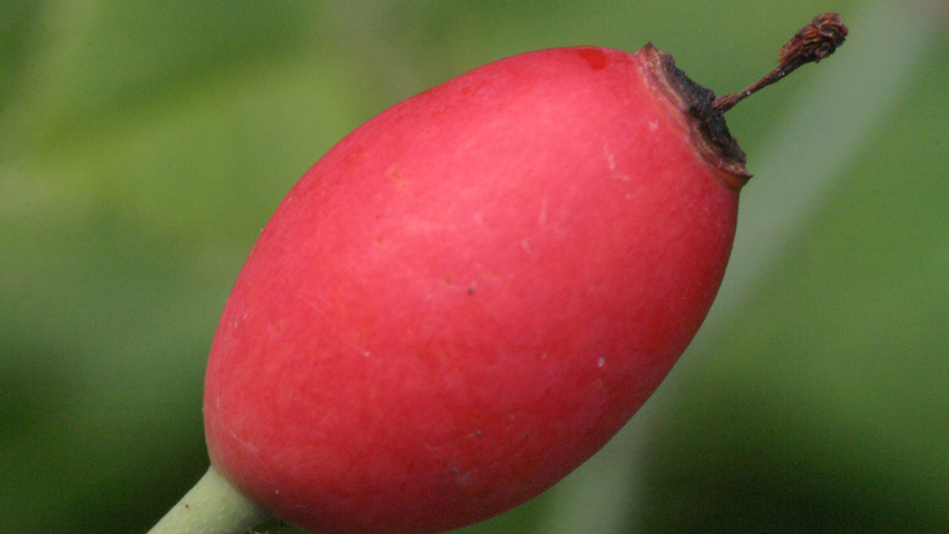 Rosa arvensis fruits