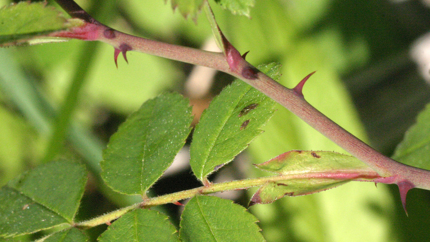 Rosa arvensis rameaux