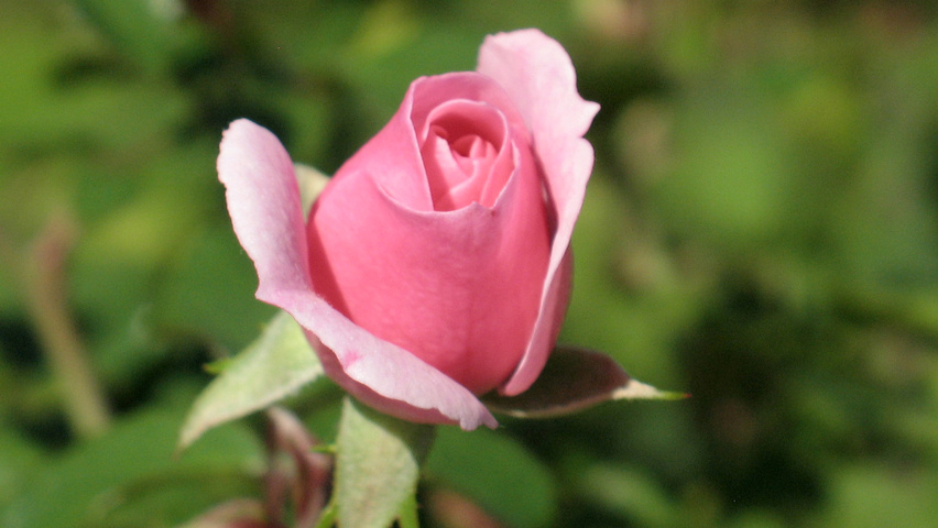 Rosa 'Bonica' flowers