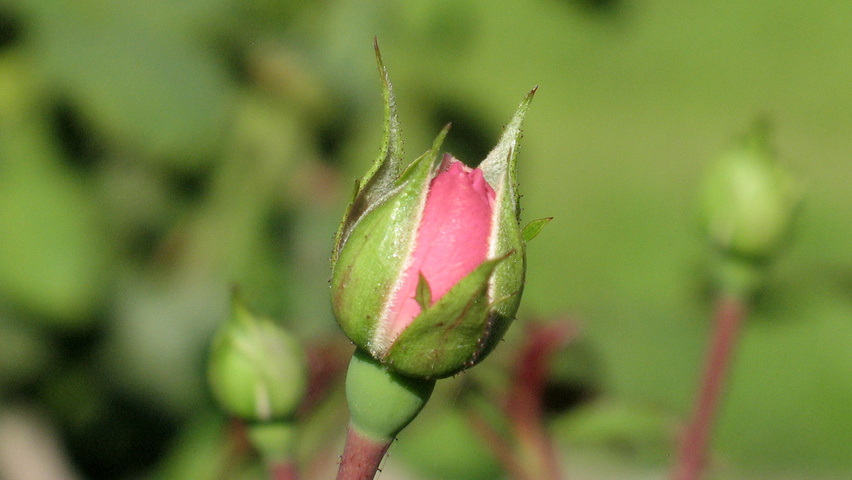 Rosa 'Bonica' flowers