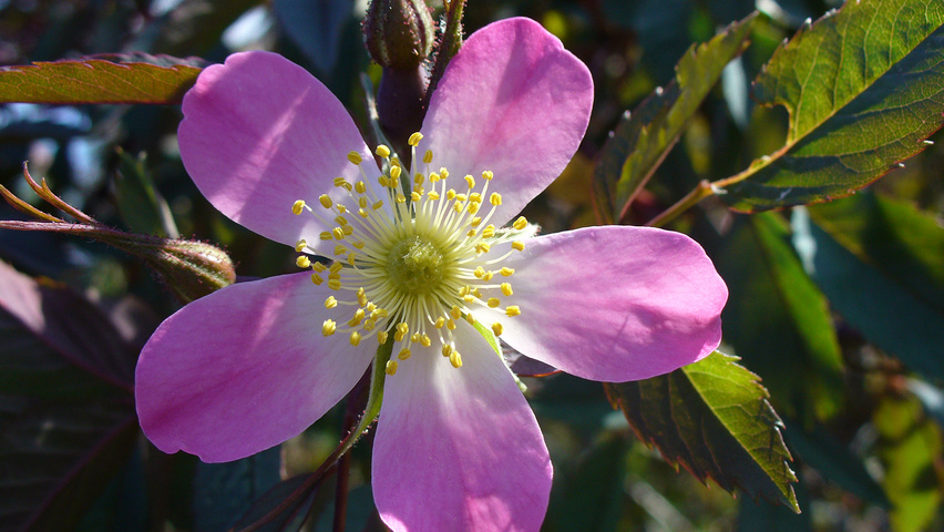 Rosa glauca Blumen