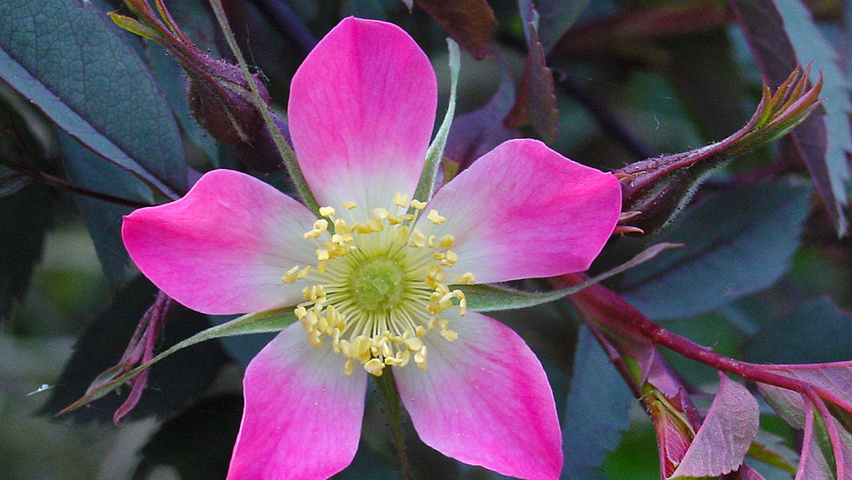 Rosa glauca Blumen