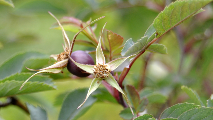 Rosa glauca Frucht