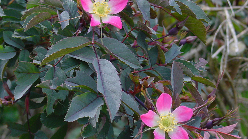 Rosa glauca Blatt
