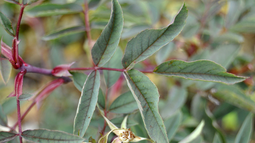 Rosa glauca Blatt
