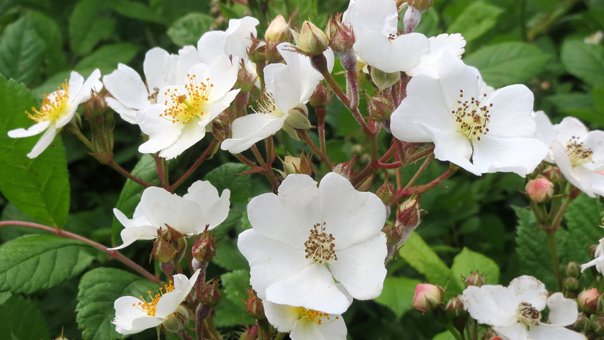 Rosa multiflora fleurs
