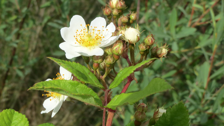 Rosa multiflora fleurs