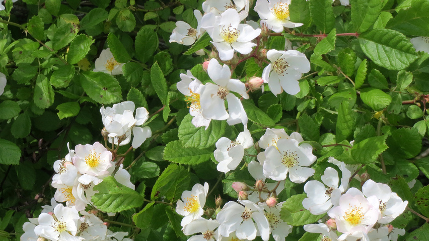 Rosa multiflora fleurs