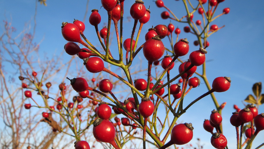 Rosa multiflora fruits