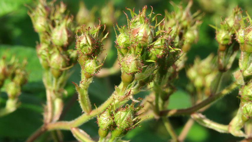 Rosa multiflora rameaux